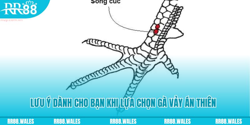 w88 ax xổ số miền bắc thứ tư hàng tuần