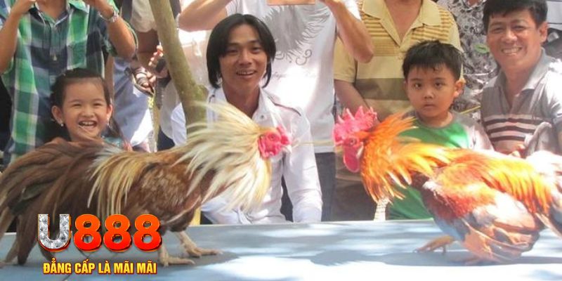 w88 ax chổi lông gà