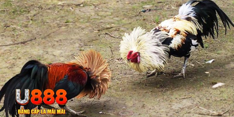 w88 ax xổ số thứ ba